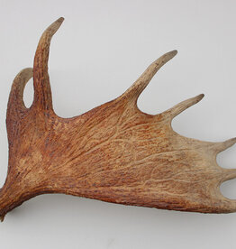 Grote afwerpstang ELAND GEWEI Zweden - ref. C