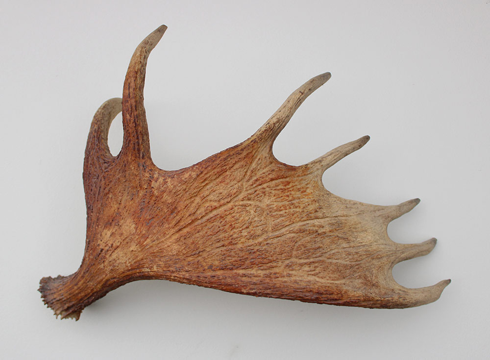 Grote afwerpstang ELAND GEWEI Zweden