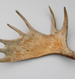 Grote afwerpstang ELAND GEWEI Zweden