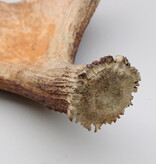 Grote afwerpstang ELAND GEWEI Zweden