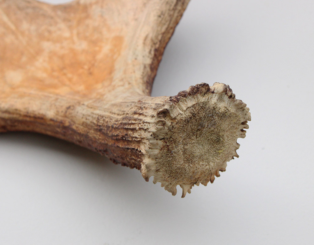 Grote afwerpstang ELAND GEWEI Zweden