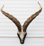 Hoorns PYRENEEËN STEENBOK (Capra pyrenaica)