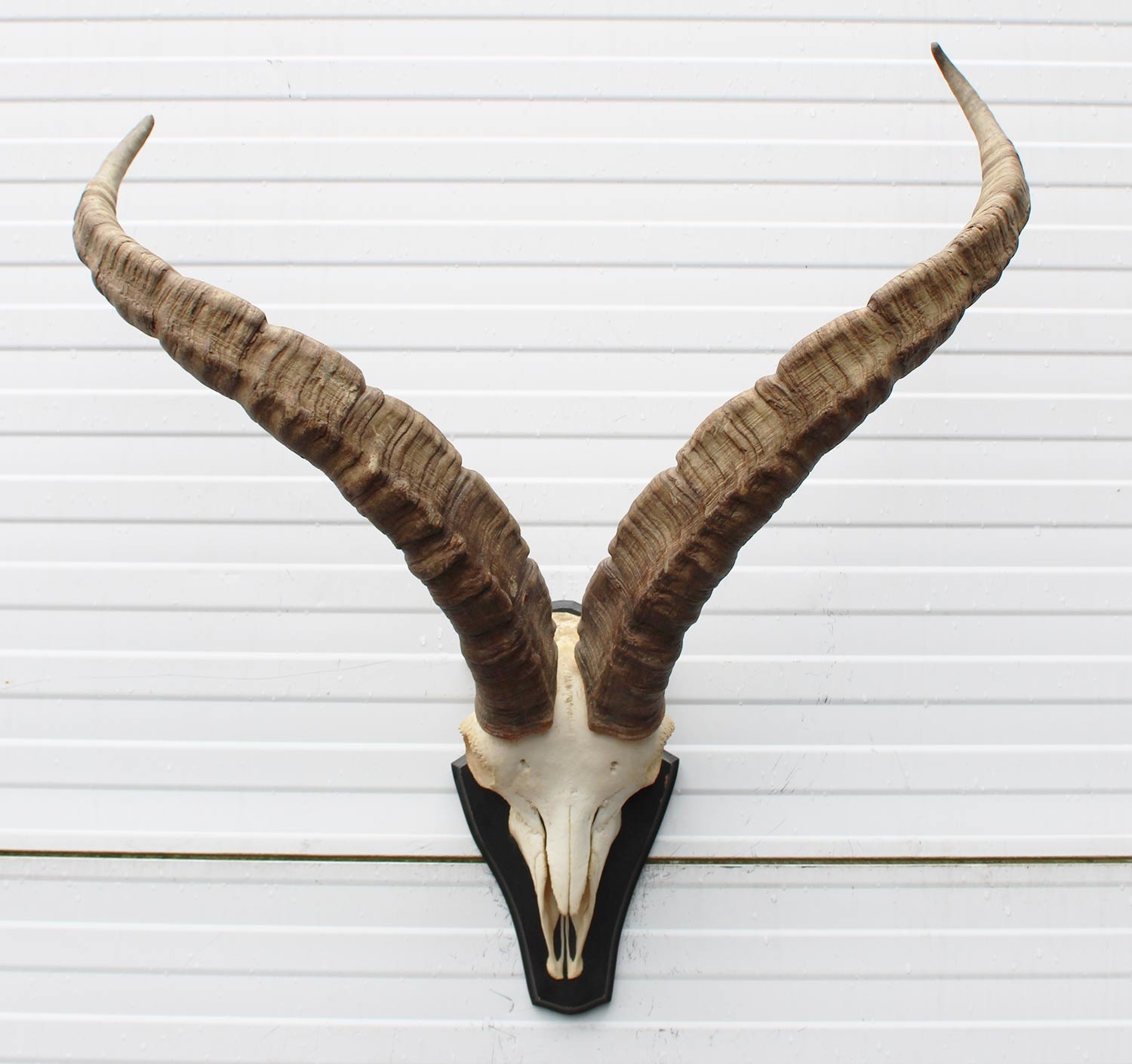 Hoorns PYRENEEËN STEENBOK (Capra pyrenaica)