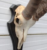 Hoorns PYRENEEËN STEENBOK (Capra pyrenaica)