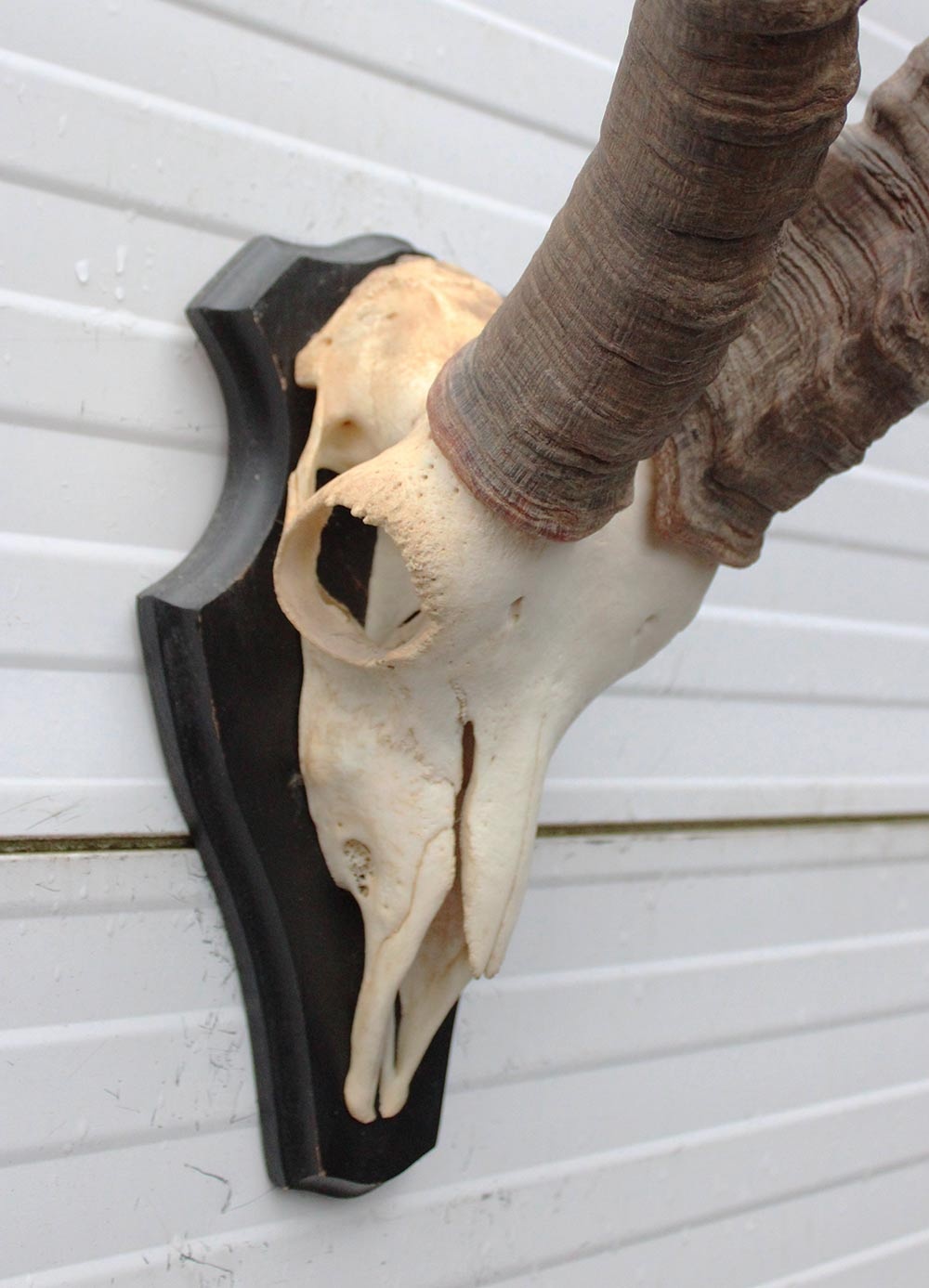 Hoorns PYRENEEËN STEENBOK (Capra pyrenaica)