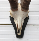 Hoorns PYRENEEËN STEENBOK (Capra pyrenaica)