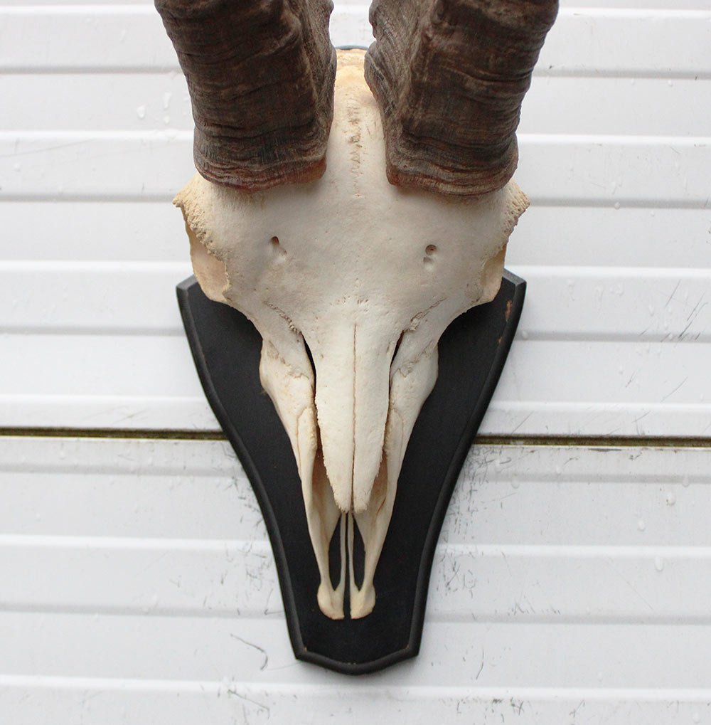 Hoorns PYRENEEËN STEENBOK (Capra pyrenaica)