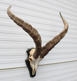 Hoorns PYRENEEËN STEENBOK (Capra pyrenaica)