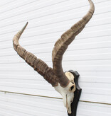 Hoorns PYRENEEËN STEENBOK (Capra pyrenaica)