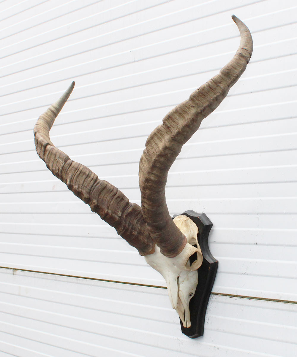 Hoorns PYRENEEËN STEENBOK (Capra pyrenaica)