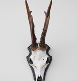 Groot zesender REE GEWEI op houten schild - 416 gr