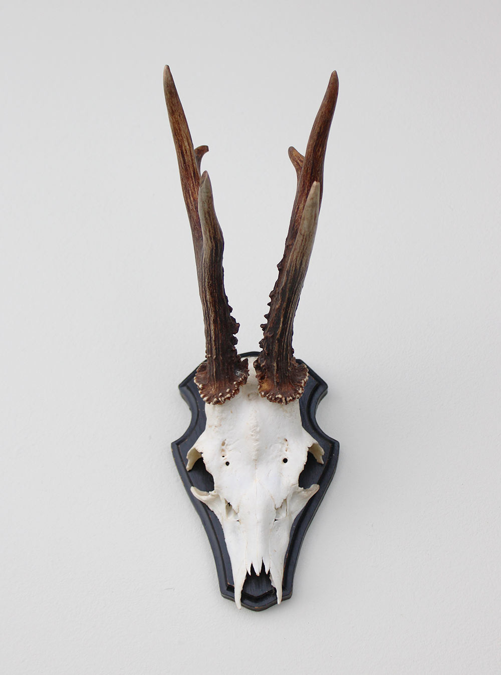 Groot zesender REE GEWEI op houten schild - 416 gr