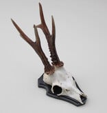 Groot zesender REE GEWEI op houten schild - 416 gr