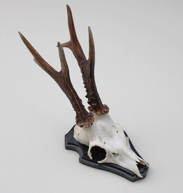 Groot zesender REE GEWEI op houten schild - 416 gr