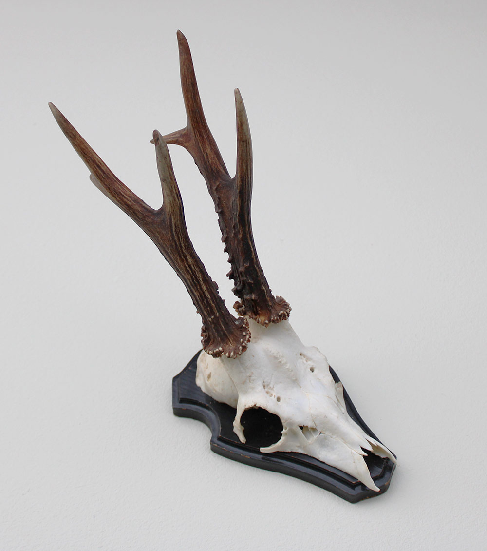 Groot zesender REE GEWEI op houten schild - 416 gr