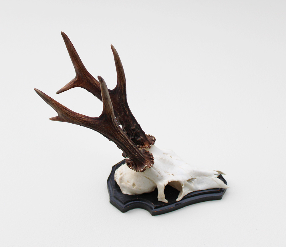 Groot zesender REE GEWEI op houten schild - 416 gr