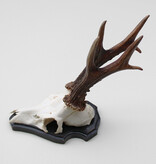 Groot zesender REE GEWEI op houten schild - 416 gr