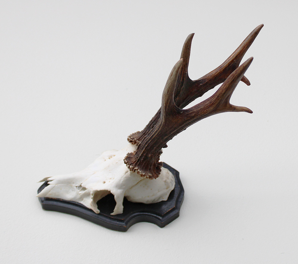 Groot zesender REE GEWEI op houten schild - 416 gr