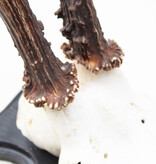 Groot zesender REE GEWEI op houten schild - 416 gr