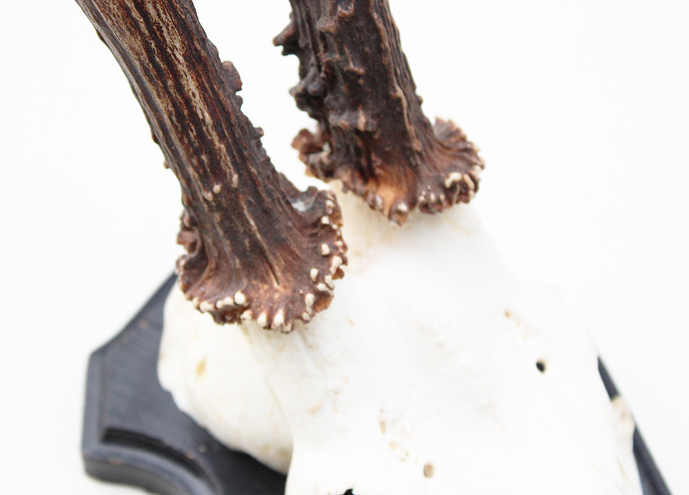 Groot zesender REE GEWEI op houten schild - 416 gr