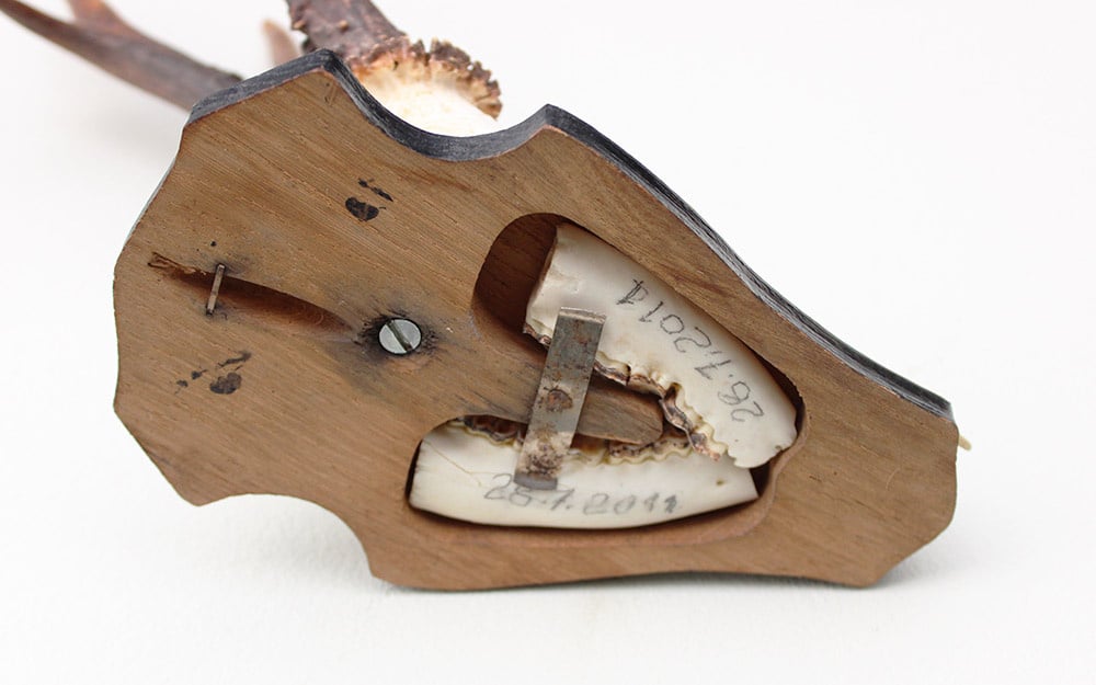 Groot zesender REE GEWEI op houten schild - 416 gr