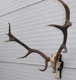 Groot EDELHERT GEWEI 12-ender op houten schild