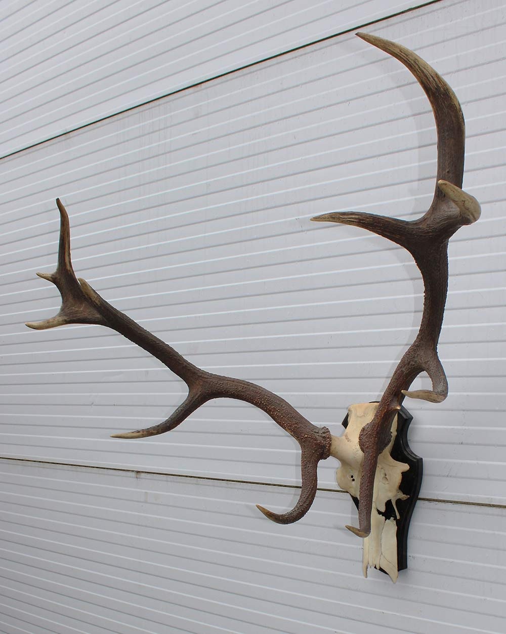 Groot EDELHERT GEWEI 12-ender op houten schild