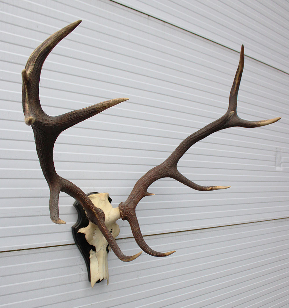 Groot EDELHERT GEWEI 12-ender op houten schild