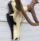 Groot EDELHERT GEWEI 12-ender op houten schild