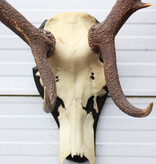 Groot EDELHERT GEWEI 12-ender op houten schild