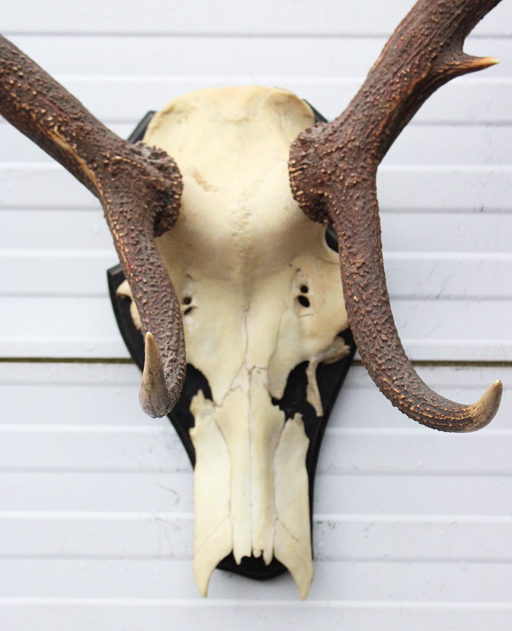 Groot EDELHERT GEWEI 12-ender op houten schild