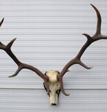 Groot EDELHERT GEWEI 12-ender op houten schild