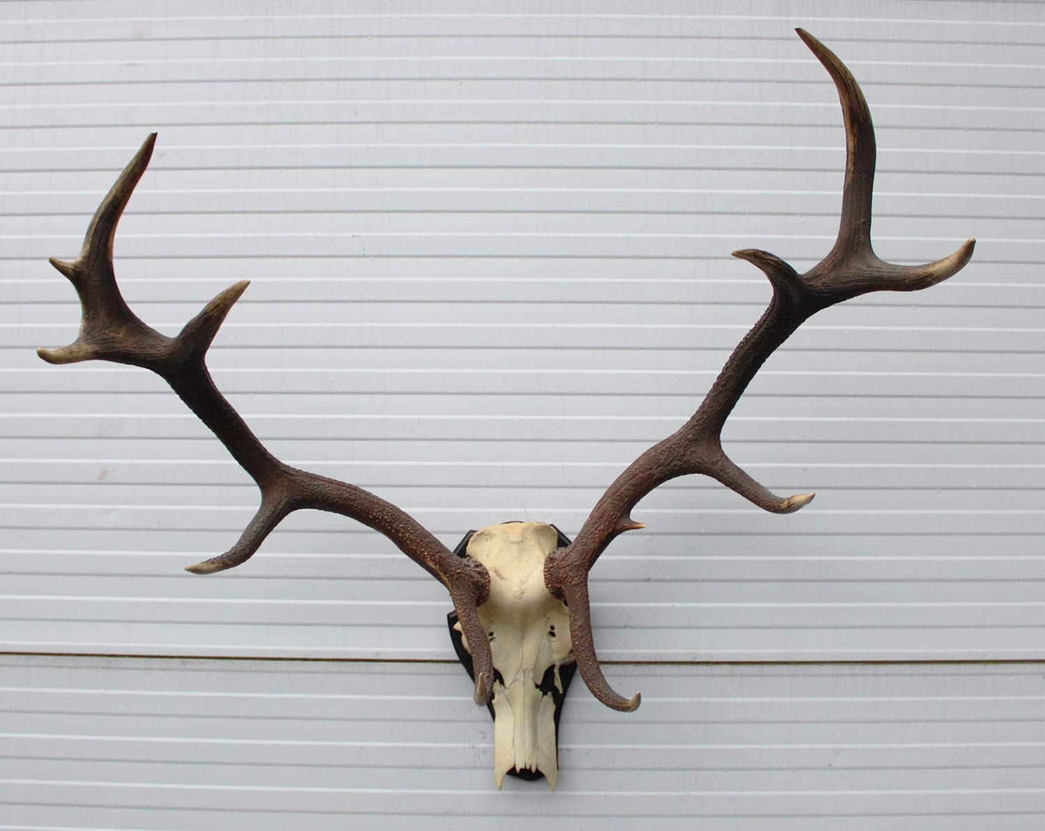 Groot EDELHERT GEWEI 12-ender op houten schild