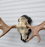 Groot Zweeds ELAND GEWEI op houten schild