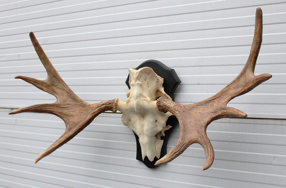 Groot Zweeds ELAND GEWEI op houten schild