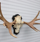 Groot Zweeds ELAND GEWEI op houten schild