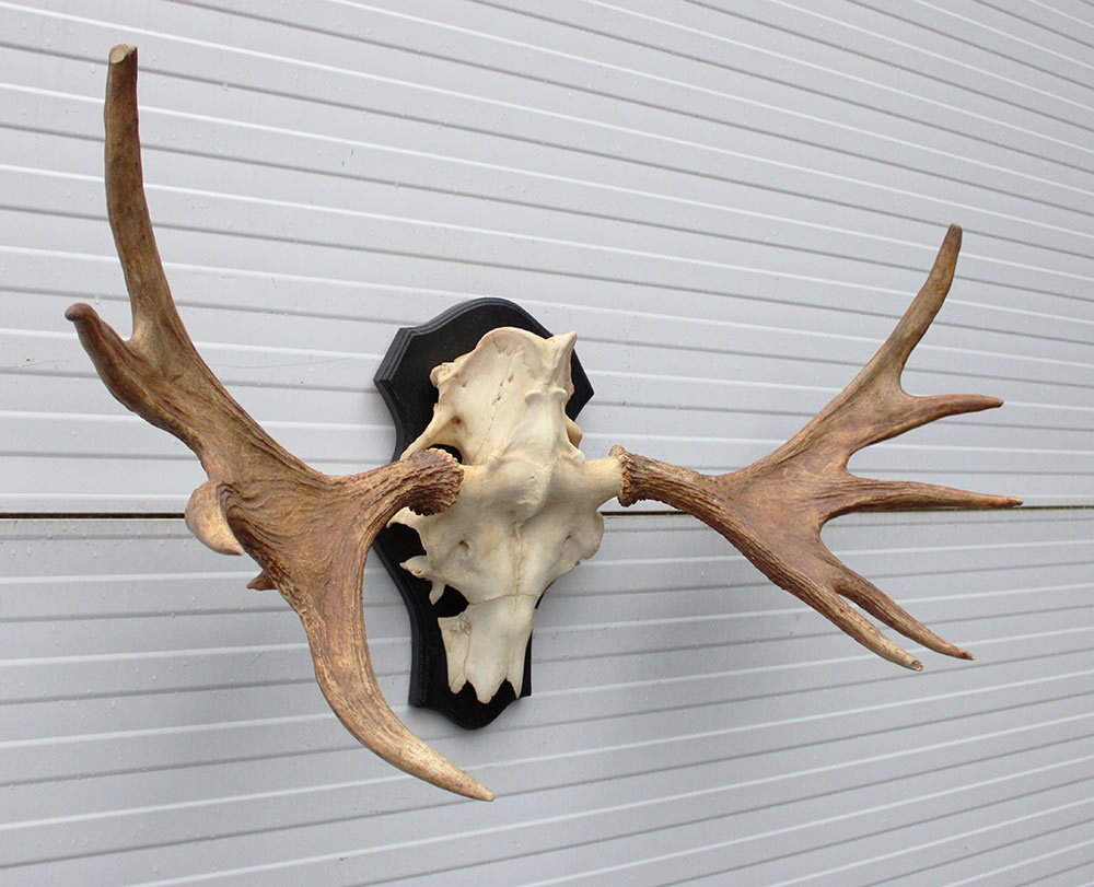 Groot Zweeds ELAND GEWEI op houten schild