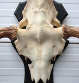 Groot Zweeds ELAND GEWEI op houten schild