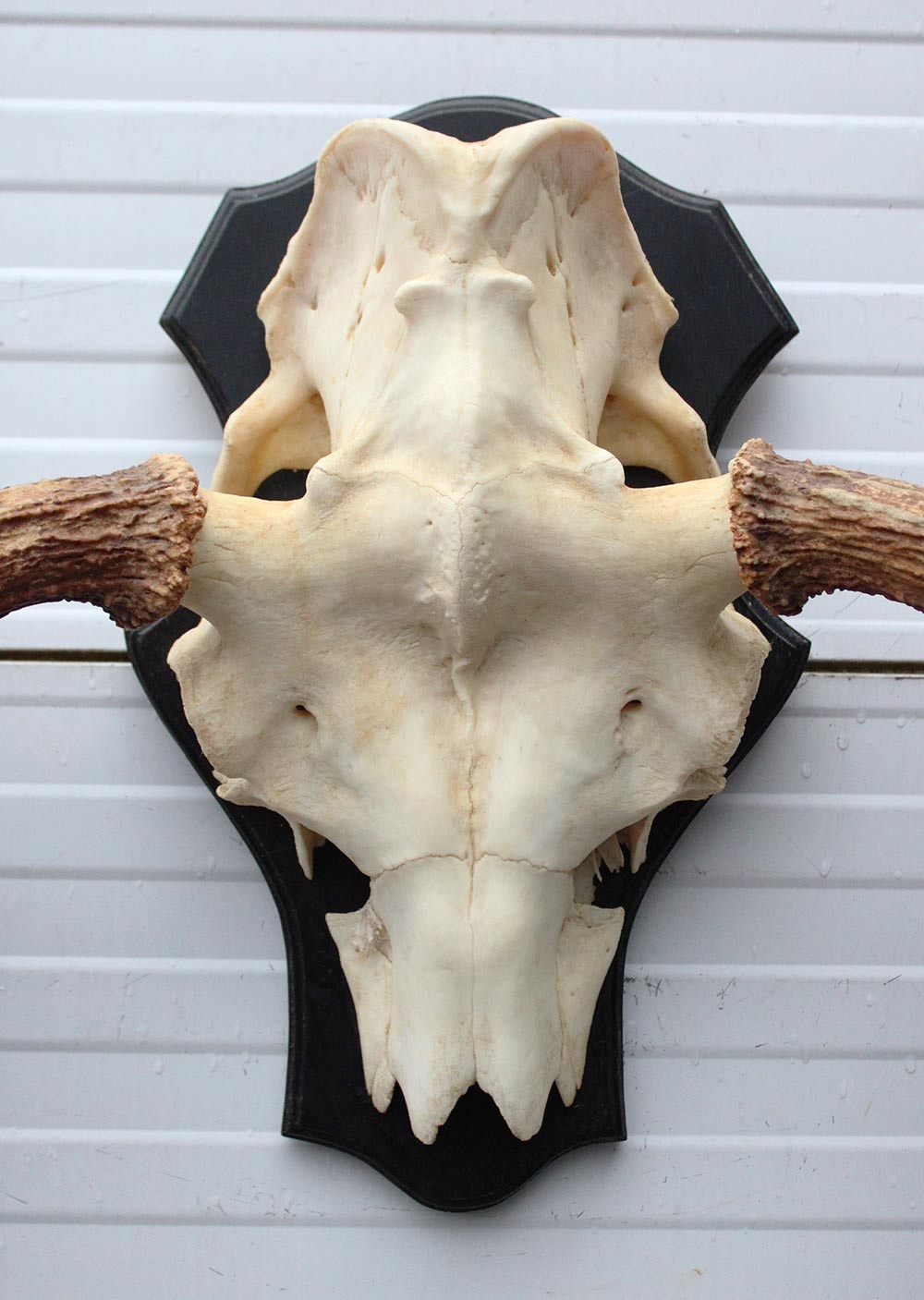 Groot Zweeds ELAND GEWEI op houten schild