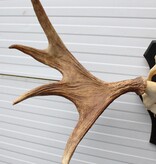 Groot Zweeds ELAND GEWEI op houten schild