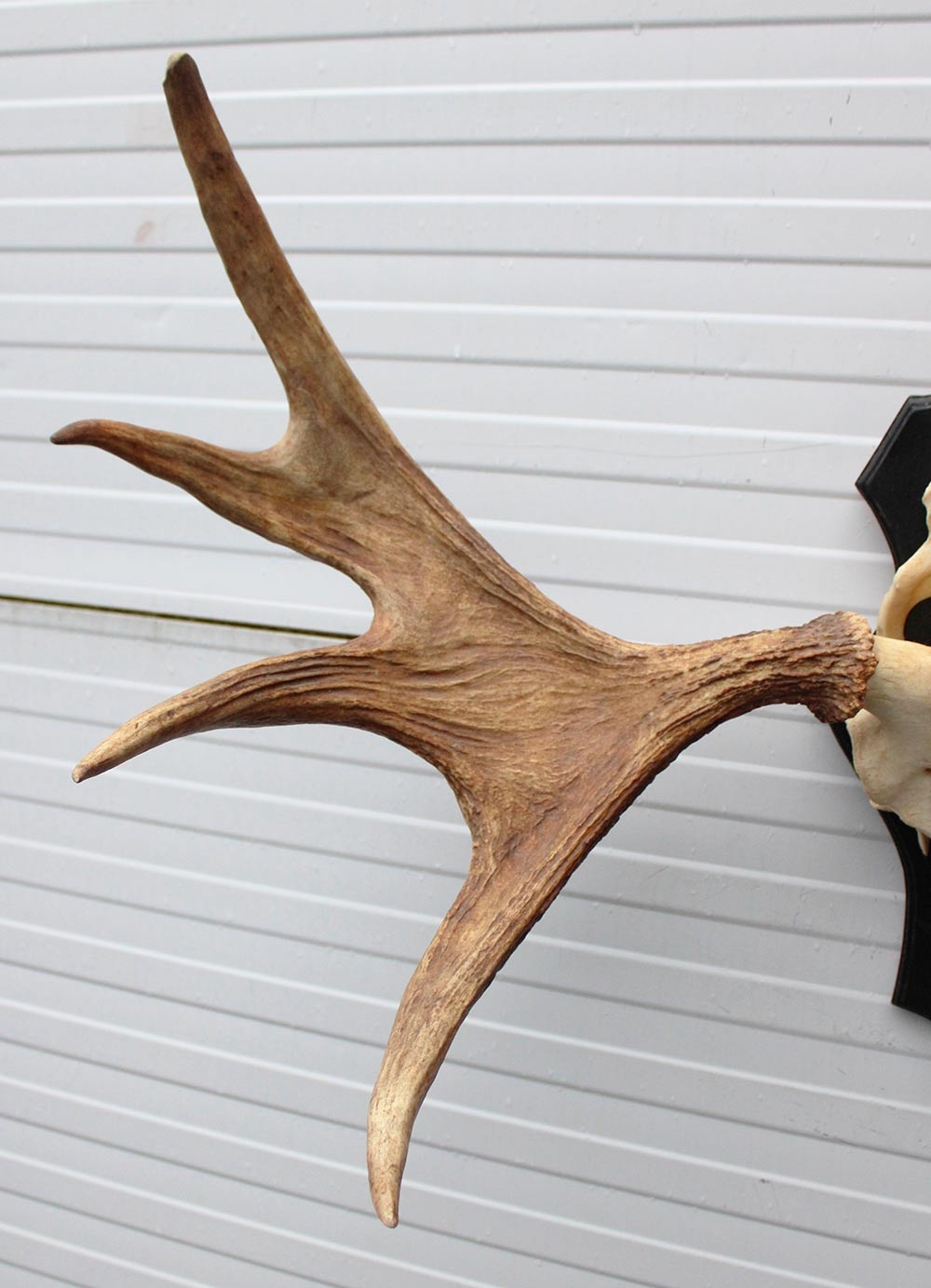 Groot Zweeds ELAND GEWEI op houten schild