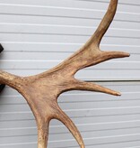 Groot Zweeds ELAND GEWEI op houten schild