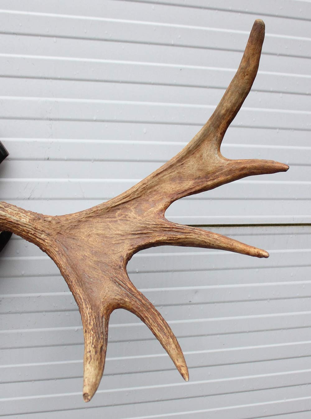 Groot Zweeds ELAND GEWEI op houten schild