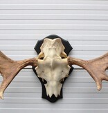 Groot Zweeds ELAND GEWEI op houten schild