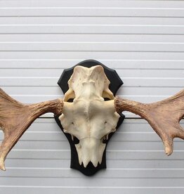 Groot Zweeds ELAND GEWEI op houten schild - ref. BOA