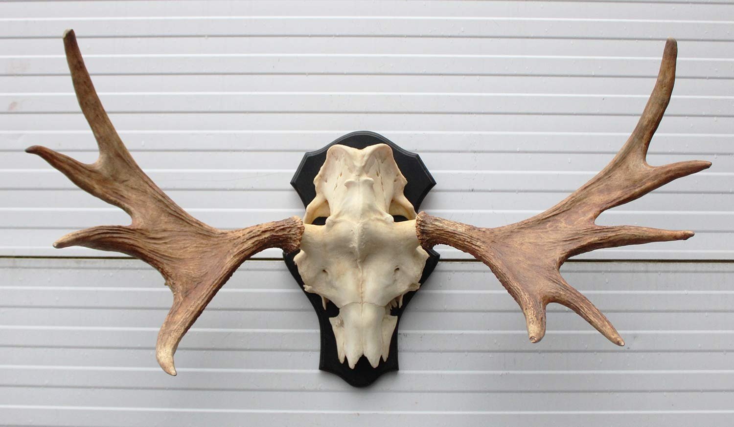 Groot Zweeds ELAND GEWEI op houten schild