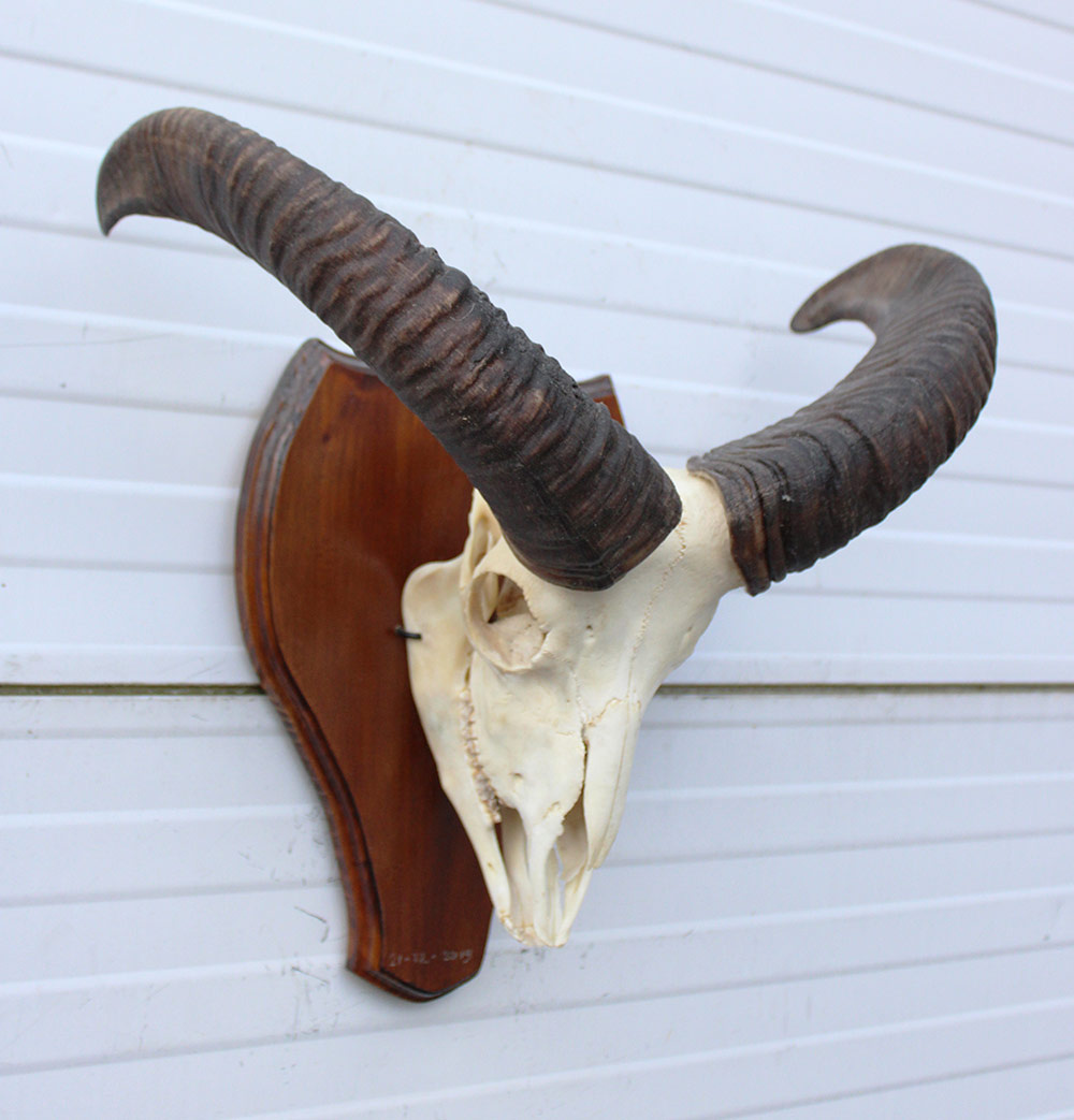 Schedel MOEFLON RAM compleet met onderkaak