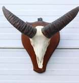 Schedel MOEFLON RAM compleet met onderkaak