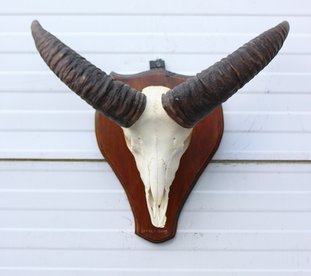 Schedel MOEFLON RAM compleet met onderkaak