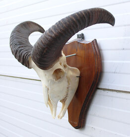 Schedel MOEFLON RAM compleet met onderkaak - ref. E